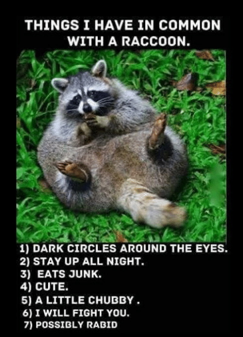 things-i-have-in-common-with-a-raccoon-1-dark-8126084